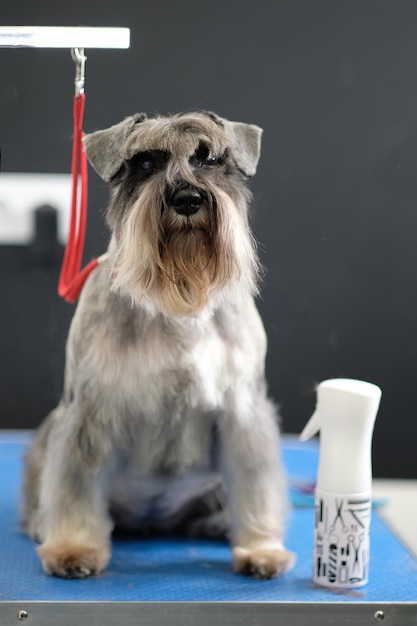 A beautiful purebred gray miniature schnauzer sits on a grooming