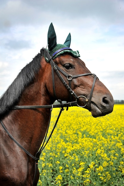 Beautiful purebred horse in nature