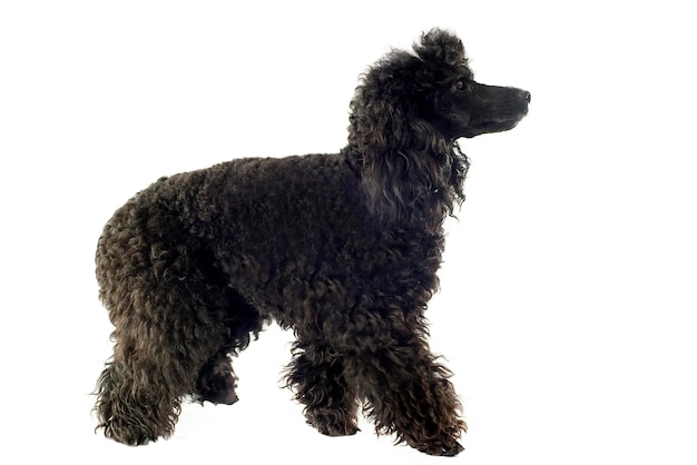 Beautiful purebred poodle in front of a white background