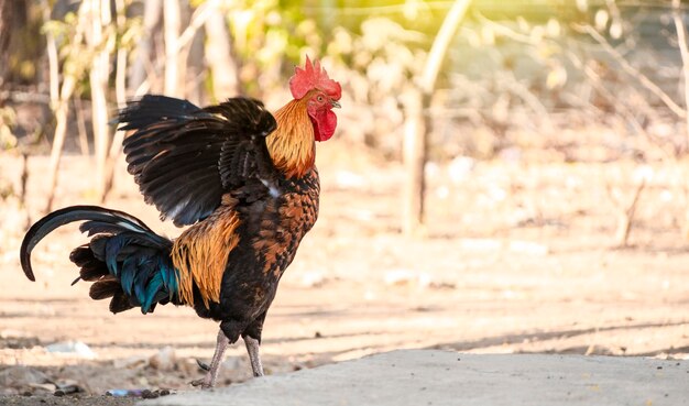 Beautiful purebred rooster spreading its wings a farm rooster in the yard spreading its wings a purebred rooster with spread wings