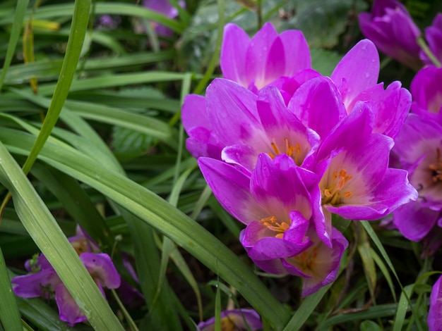 Beautiful purple autumn flowers in thickets of grass