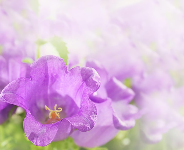 Beautiful purple bellflowers close up