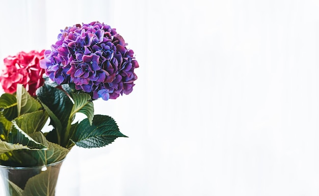 Beautiful purple blooming hydrangea flower on a white background