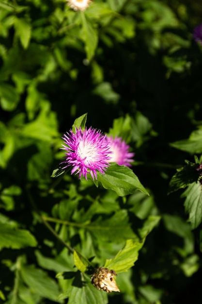 日光の下で庭に咲く美しい紫色のヤグルマギクの花ヤグルマギク