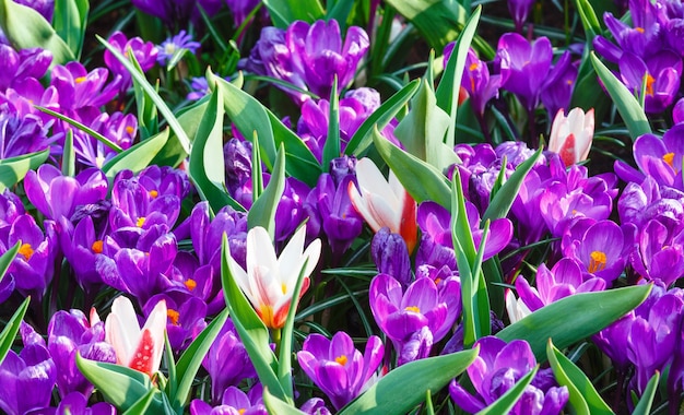 Photo beautiful purple crocuses and several white-red tulips (macro) in the spring time