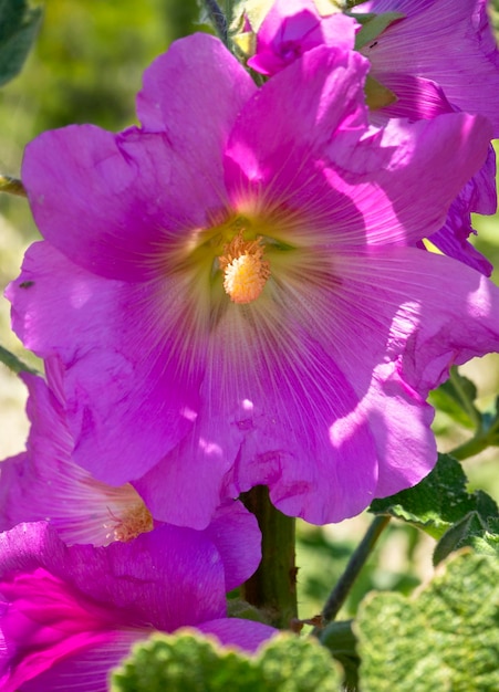 Beautiful purple flower Alcea setosa closeup in Greece