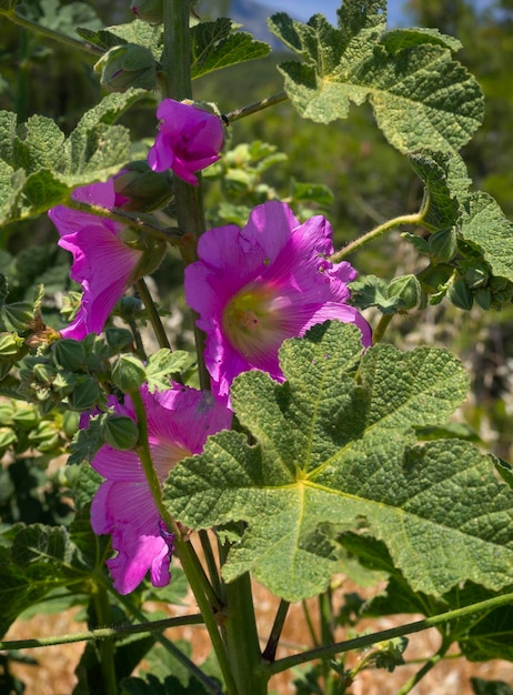 Фото Красивый фиолетовый цветок alcea setosa крупным планом в греции