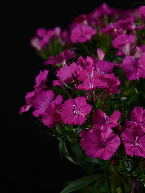 美しい紫の花の花束