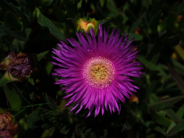Красивый фиолетовый цветок в саду в солнечный день