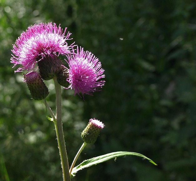 美しい紫色の花憂鬱なアザミ