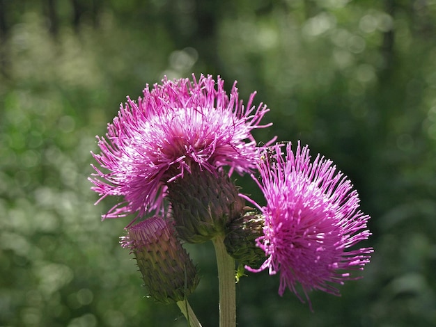 Beautiful purple flower melancholy thistle