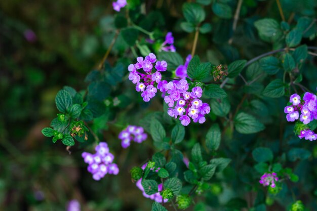 Verbena bonariensisの美しい紫色の花