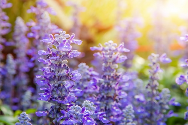 朝の太陽のとき庭に咲くガラスの花と黄色の美しい紫色の花