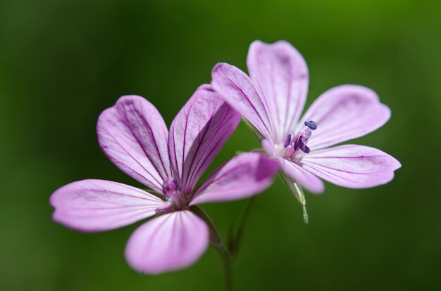 美しい紫色の花