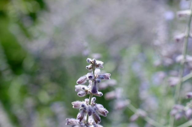 beautiful purple flower