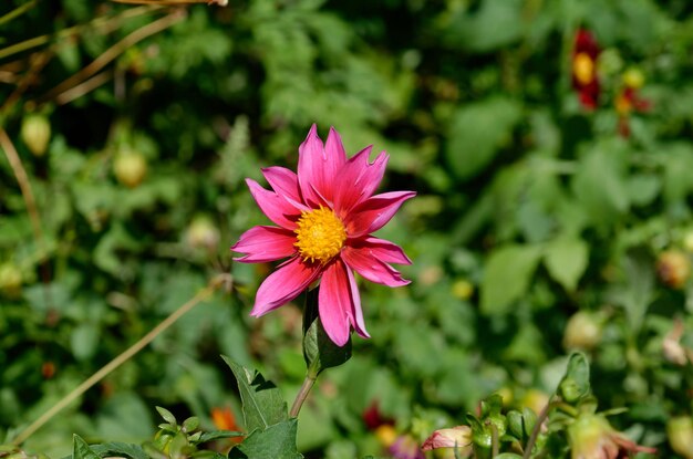 beautiful purple flower