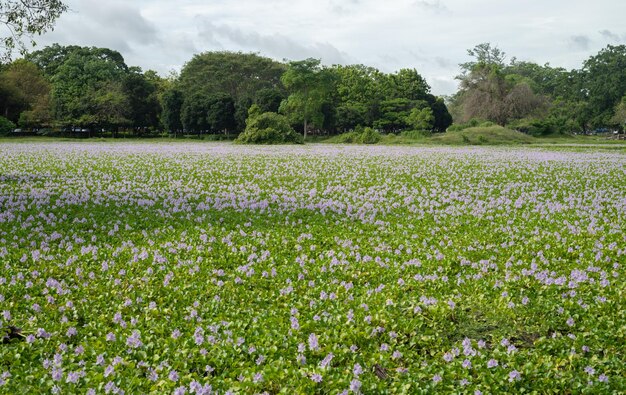 Beautiful purple flowering meadow in Anuradhapura Scenic landscape photograph