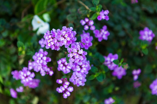 庭に咲く美しい紫のflowerof Lantana camara Lの花。