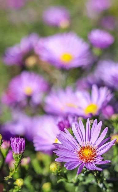 Beautiful purple flowers Aster in autumn garden