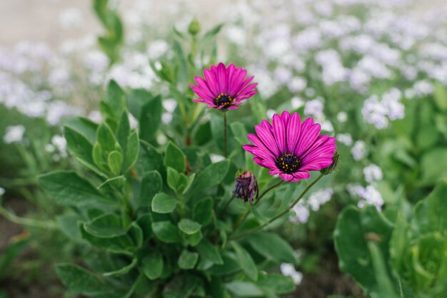 Beautiful purple flowers bloom in the garden