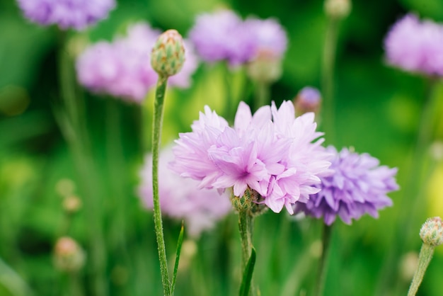 美しい紫色の花青ヤグルマギクをクローズアップ