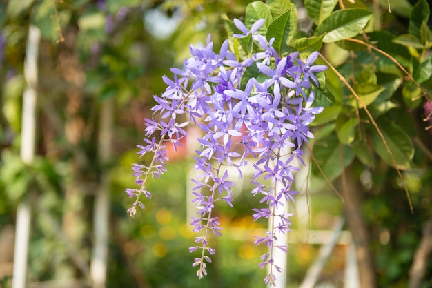 美しい紫色の花。ロシアのセージperovskia atriplicifoliaの深い紫色の花。