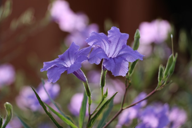 Beautiful purple flowers in garden