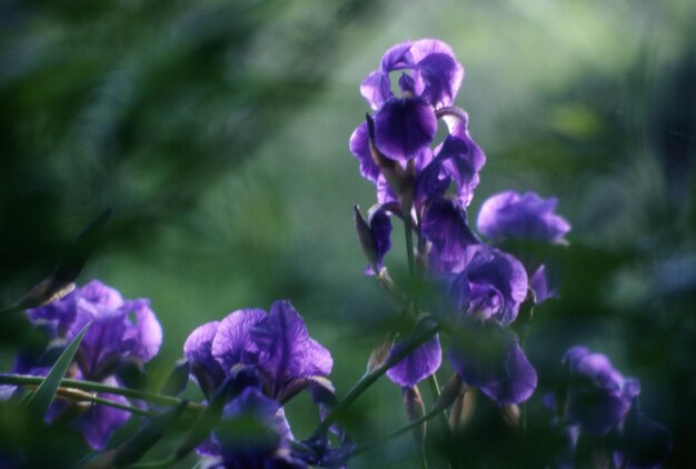 Beautiful purple flowers in the garden