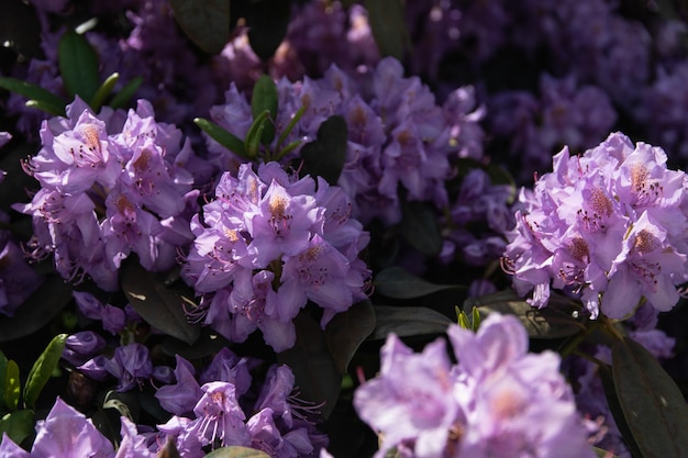 写真 夕日の光の中で美しい紫色の花