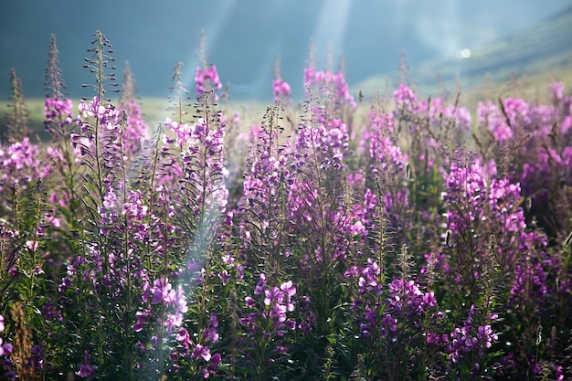 산에 아름 다운 보라색 꽃 풍경