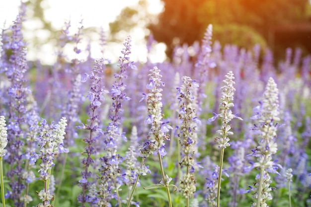 Bei fiori porpora di lavanda con luce solare nel fondo del giardino