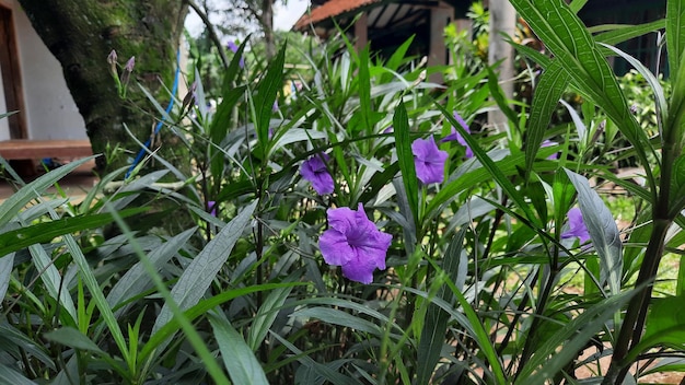 Beautiful purple flowers among the leaves 02