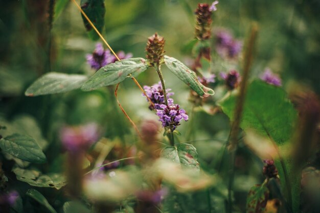 Beautiful purple flowers and leaves closeup in woods pink wildflowers and herbs in sunny forest environmental protection fresh beauty nature wallpaper flora in mountains