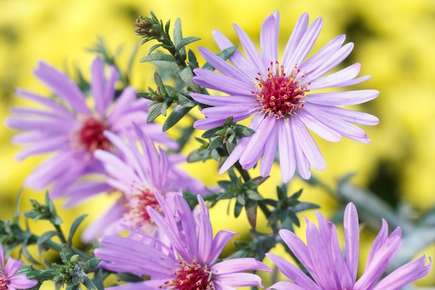 Bellissimi fiori viola sotto la luce del sole in uno sfondo giallo naturale. vista ravvicinata.