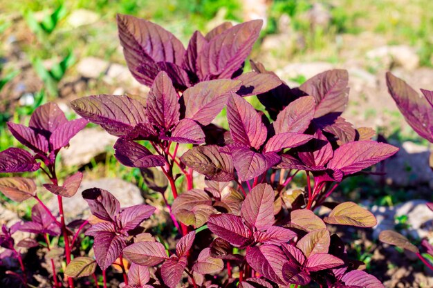 Beautiful purple flowers of vegetable amaranth grow in the garden