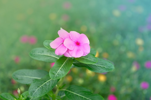 美しい紫色の花