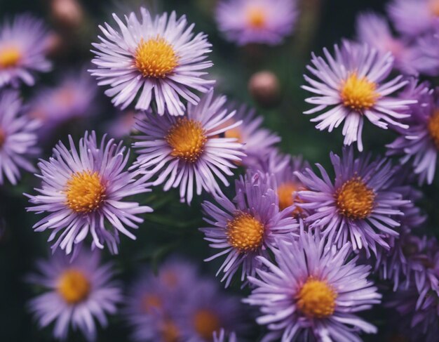 Photo a beautiful purple flowers