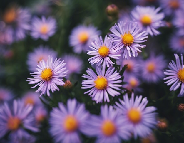 Photo a beautiful purple flowers