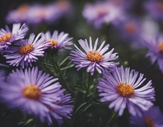 Photo a beautiful purple flowers