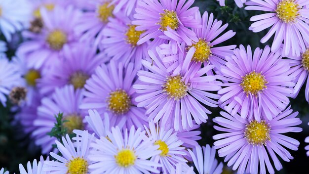 beautiful purple flowers