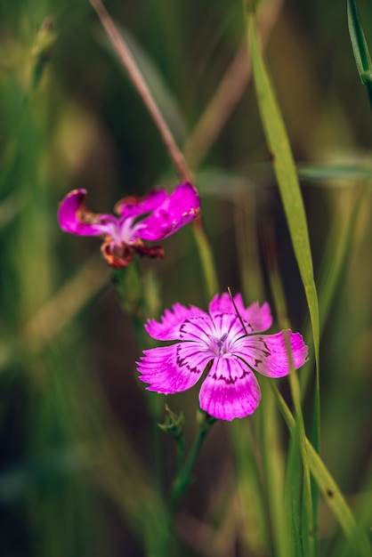 ぼやけたテーブルの上の美しい紫色の森の花。