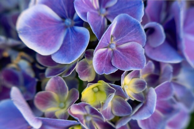 Beautiful purple hydrangea in a rainy day flower in bloom