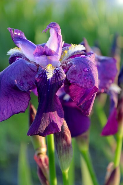 beautiful purple iris flowers in the garden