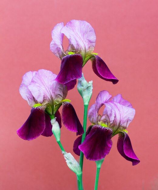 Beautiful purple irises flowers on a dark pink background close up