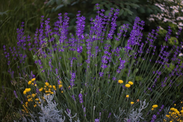 Beautiful purple lavender in the garden.  Fragrant French Provence lavender grows and blooms