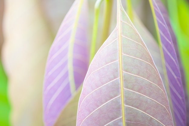 Photo beautiful purple leaves and sunligth in the garden at summer time.