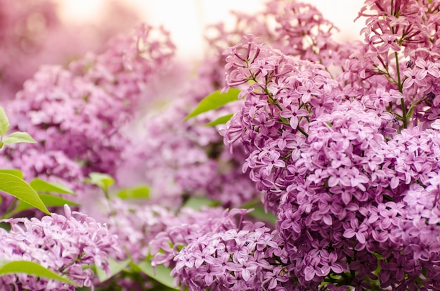 Beautiful purple lilac flowers. Macro photo of lilac spring flowers.