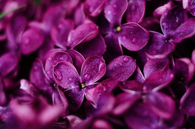 아름 다운 보라색 라일락 꽃입니다. 라일락 봄 꽃의 매크로 사진입니다.