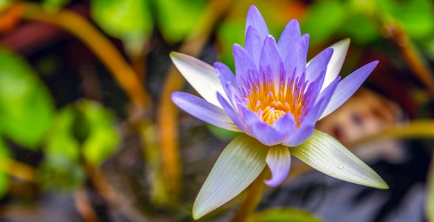 Bellissimo sfondo viola lotus in acqua