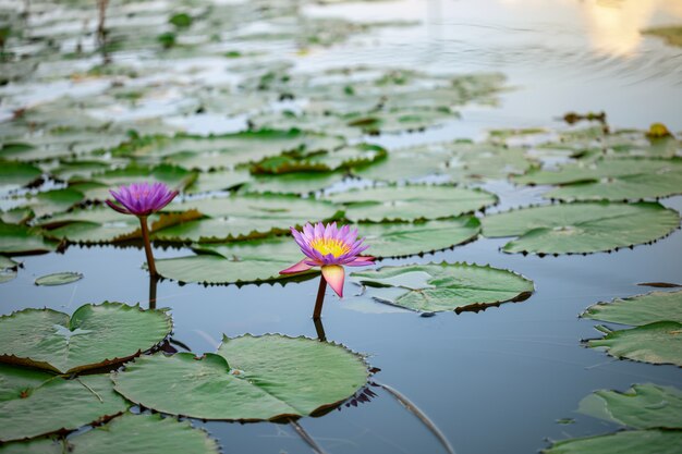Beautiful purple lotus, a water lily flower in pond 